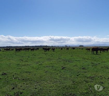Fazendas - Sitios à venda - Fotos para Campo 40ha Pecuária e Lavouras na Estrada do Mar Osório RS