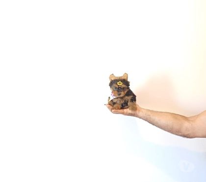 Animais Estimação à Venda Palhoca SC - Fotos para Yorkshire mini fêmea lindissima filhote á pronta entrega