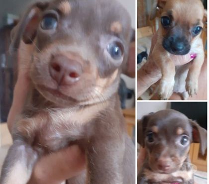 Animais estimação à venda Rio de Janeiro RJ Riachuelo, Rio de Janeiro - Fotos para Pinscher filhotes