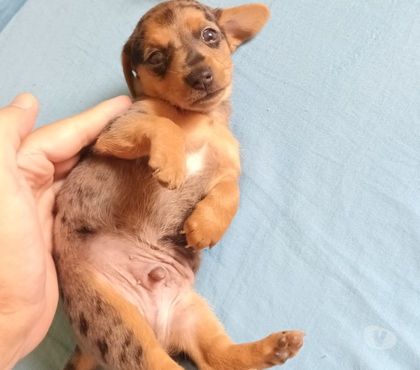 Animais Estimação à Venda Rio de Janeiro RJ Riachuelo, Rio de Janeiro - Fotos para Dachshund miniatura