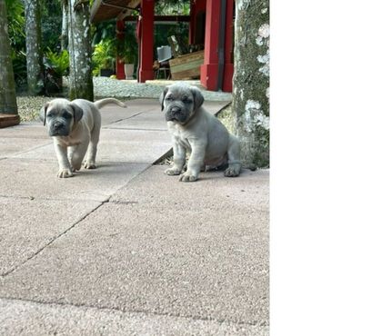 Animais Estimação à Venda Rio de Janeiro RJ Vargem Grande, Rio de Janeiro - Fotos para Filhote de Cane Corso legitimo, lindos