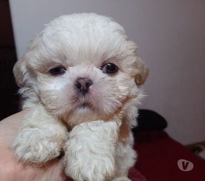 Animais Estimação à Venda Grande Sao Paulo SP Santo André - Fotos para shih tzu filhotes