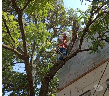 Outros serviços Penha, São Paulo Sao Paulo SP - Fotos para Corte e Poda Manutenção de jardim