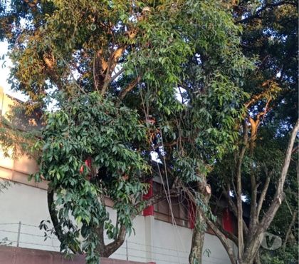 Outros serviços Tatuapé Sao Paulo SP - Fotos para Poda de arvore