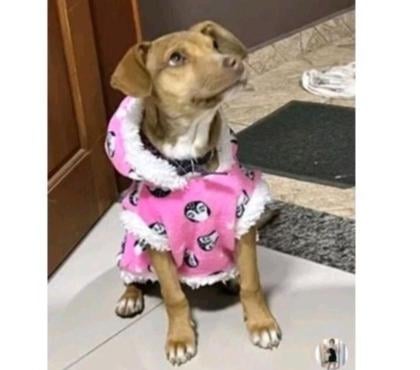 Veterinários - Serviços - Acessórios Recreio Rio de Janeiro RJ - Fotos para Roupa de Frio para Cães e Gatos