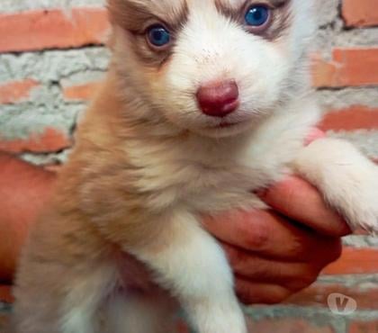 Animais Estimação à Venda - Fotos para Pomsky F2 legítimo . Envio para todo país