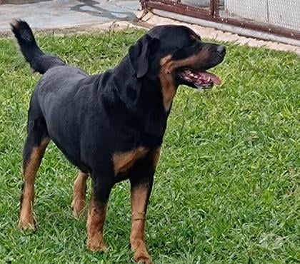 Veterinários - Serviços - Acessórios - Fotos para HOTEL PARA CÃES E GATOS 61 991085134 whatsapp