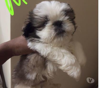 Animais Estimação à Venda Aguas Claras Brasilia DF - Fotos para Lindos filhotes de Shih Tzu PUROS