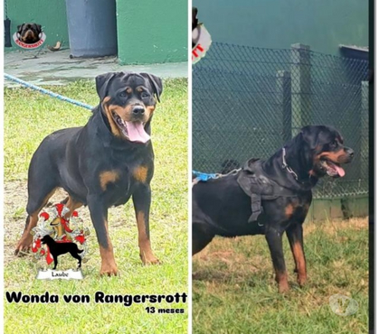Animais estimação à venda - Fotos para Filhotes rottweiler