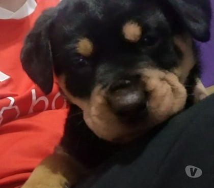 Animais Estimação à Venda Porto Alegre Sul Porto Alegre RS - Fotos para Filhote de Rottweiler