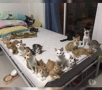 Veterinários - Serviços - Acessórios Tibiri Sao Luis MA - Fotos para Pet Sitter Babá de Pet