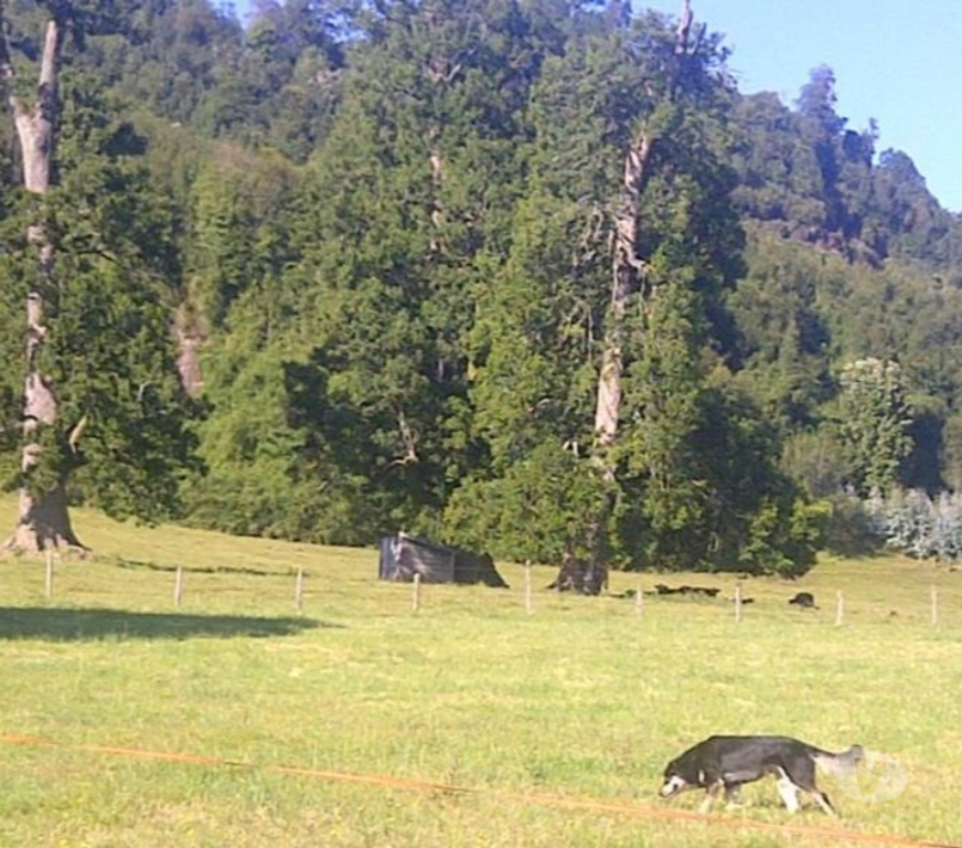 Venta de Haciendas Llanquihue Puerto Varas - Fotos de Extraordinario Campo de 55 Hás.a orillas de Lago Llanquihue