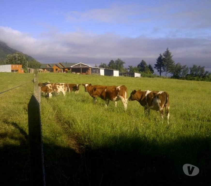 Venta de Haciendas Llanquihue Puerto Varas - Fotos de Extraordinario Campo de 55 Hás.a orillas de Lago Llanquihue