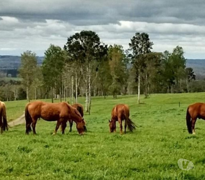 Venta de Haciendas Llanquihue Fresia - Fotos de Muy buen Campo Ganadero 700 hectáreas Fresia X Región