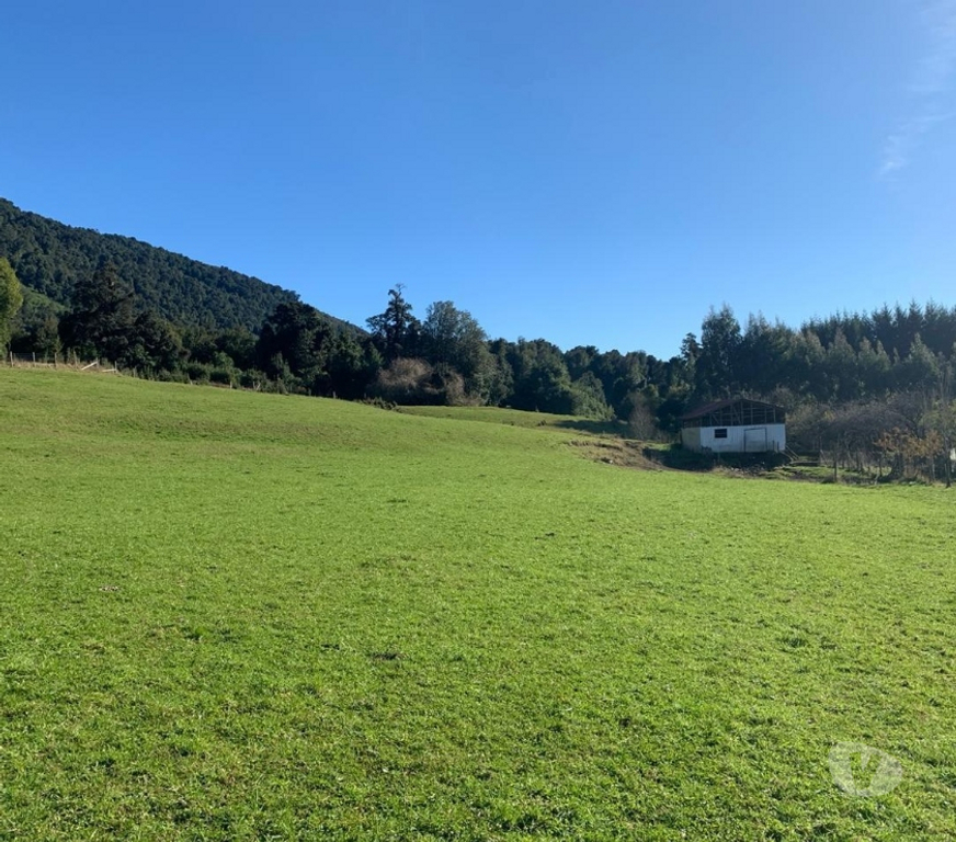 Venta de Haciendas Llanquihue Fresia - Fotos de Muy buen Campo Ganadero 700 hectáreas Fresia X Región