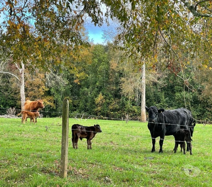 Campos-Fundos-Haciendas Fresia Llanquihue - Fotos de Muy buen Campo Ganadero 700 hectáreas Fresia X Región