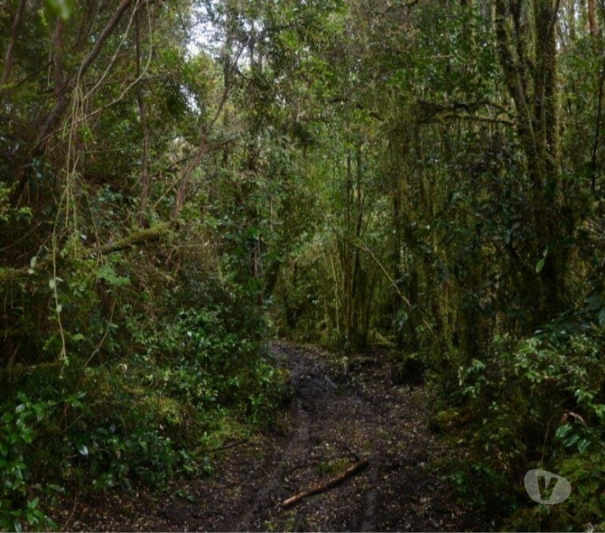 Venta de Haciendas Chiloé Ancud - Fotos de Precioso Campo de 372 hectareas en Ancud-Chiloe