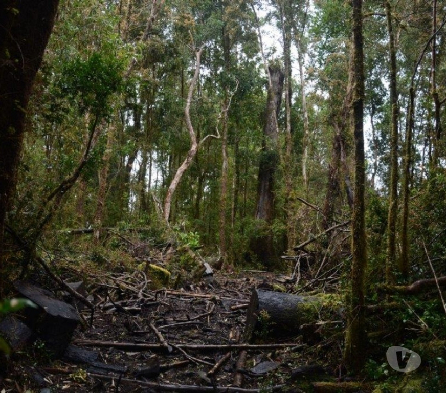 Venta de Haciendas Chiloé Ancud - Fotos de Precioso Campo de 372 hectareas en Ancud-Chiloe