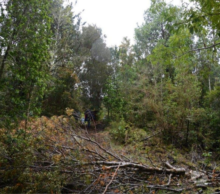 Venta de Haciendas Chiloé Ancud - Fotos de Precioso Campo de 372 hectareas en Ancud-Chiloe