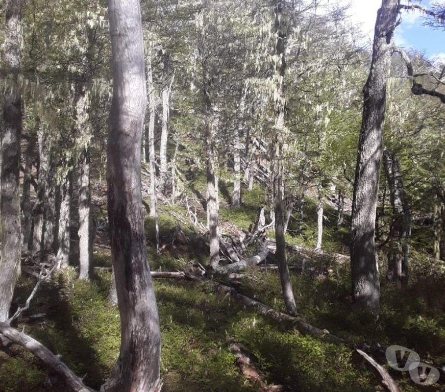 Venta de Haciendas General Carrera Chile Chico - Fotos de Campo de 295 hectareas Puerto Guadal Lago Gral Carrera-Aysen