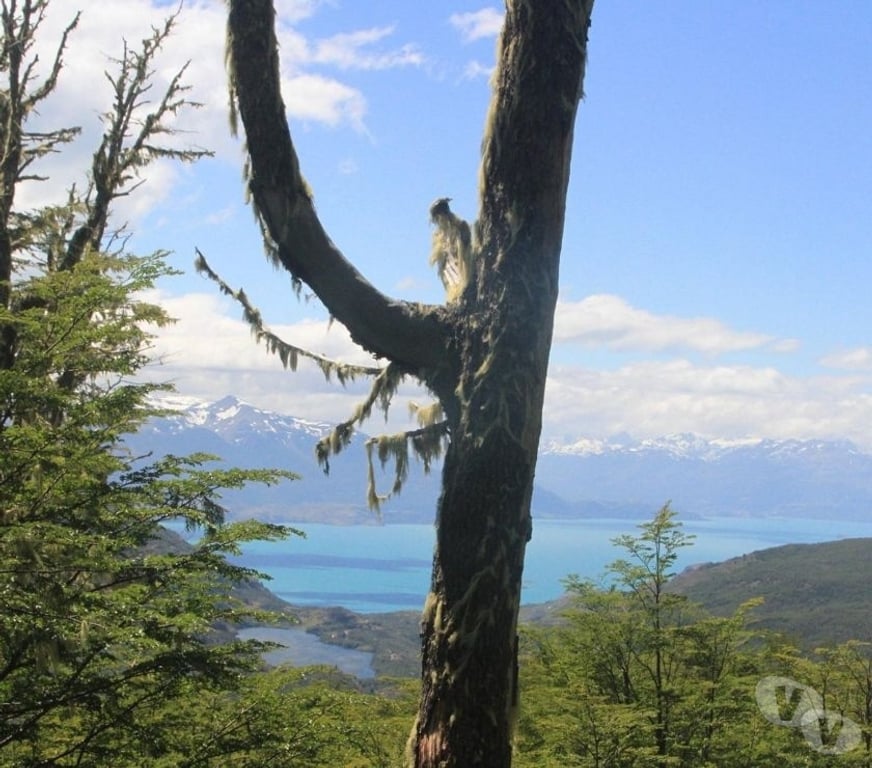 Venta de Haciendas General Carrera Chile Chico - Fotos de Campo de 295 hectareas Puerto Guadal Lago Gral Carrera-Aysen