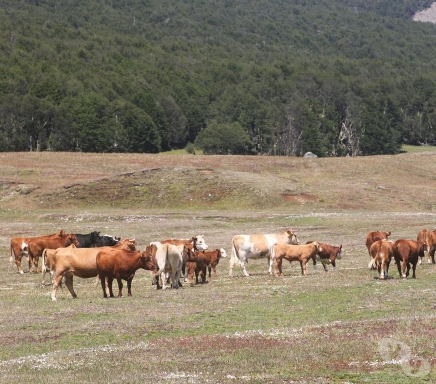 Venta de Haciendas General Carrera Chile Chico - Fotos de Campo de 295 hectareas Puerto Guadal Lago Gral Carrera-Aysen