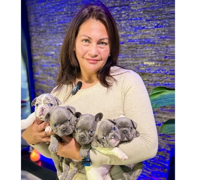 Mascotas en Venta Santiago Santiago - Fotos de Cachorros bulldog inglés & francés 949661414