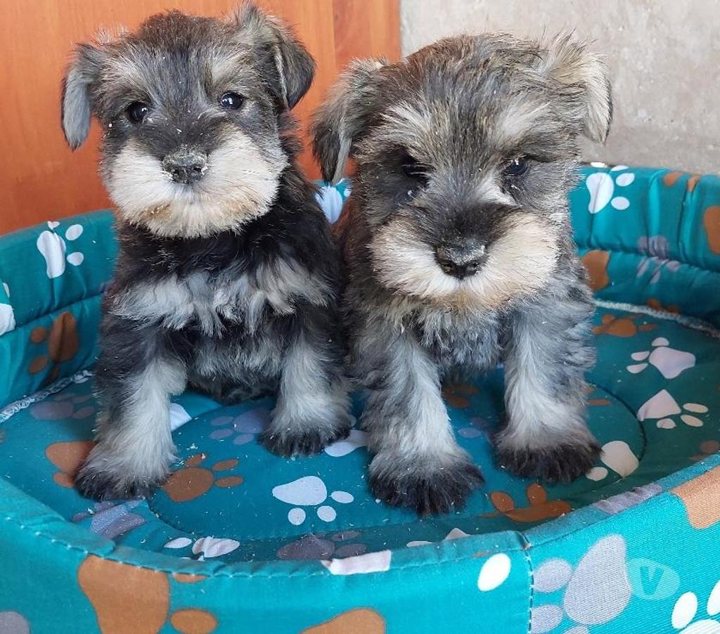 Gatos en Venta Quillota Quillota - Fotos de SCHNAUZER MINIATURA hembrita KCC envios AVION y TERRESTRE