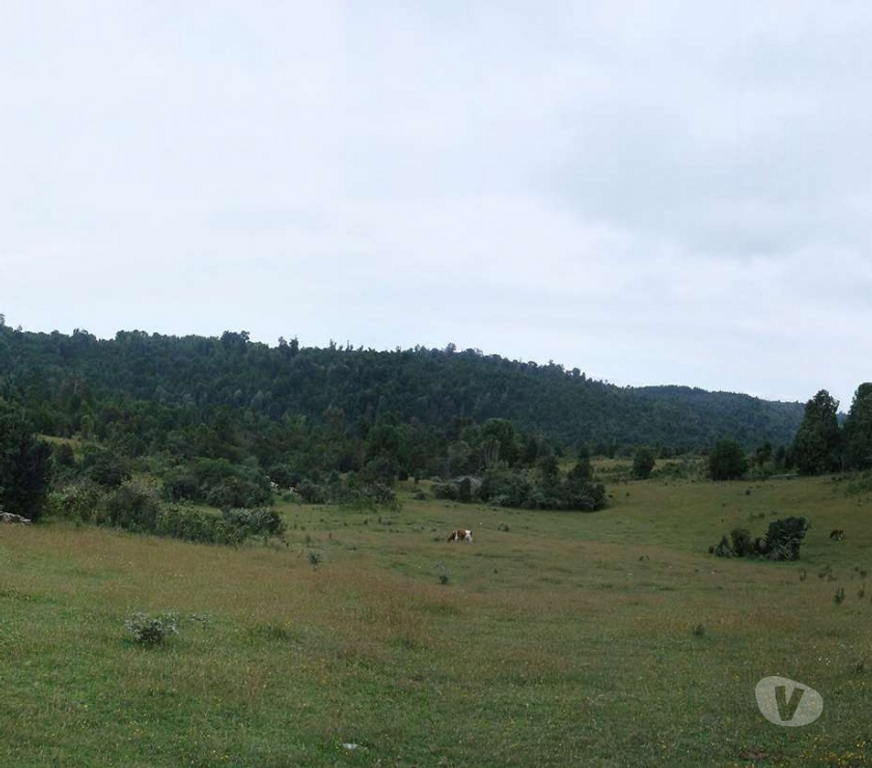 Venta de Haciendas Ranco Lago Ranco - Fotos de Espectacular Campo de 1.010 hás en Lago Ranco-Bosque Nativo