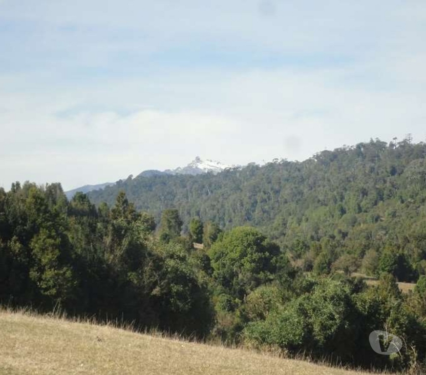 Venta de Haciendas Ranco Lago Ranco - Fotos de Espectacular Campo de 1.010 hás en Lago Ranco-Bosque Nativo