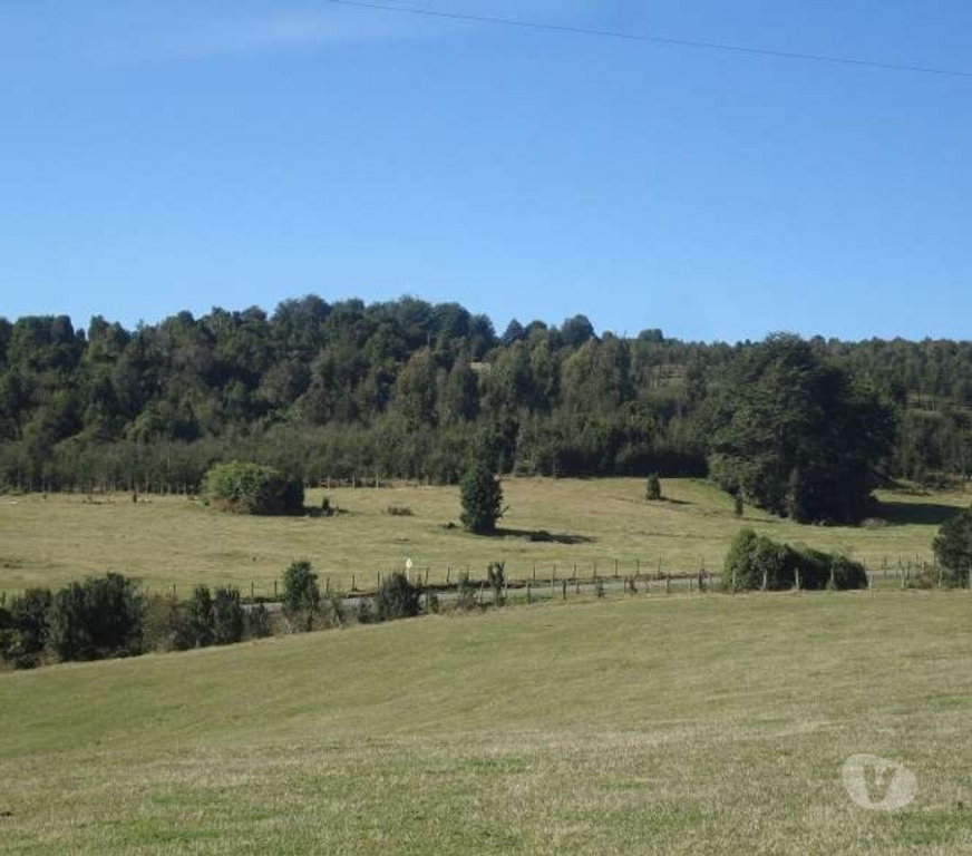 Venta de Haciendas Ranco Lago Ranco - Fotos de Espectacular Campo de 1.010 hás en Lago Ranco-Bosque Nativo