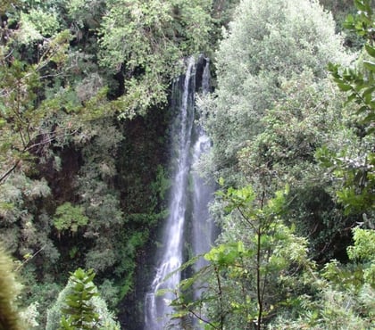 Venta de Haciendas Lago Ranco Ranco - Fotos de Espectacular Campo de 1.010 hás en Lago Ranco-Bosque Nativo