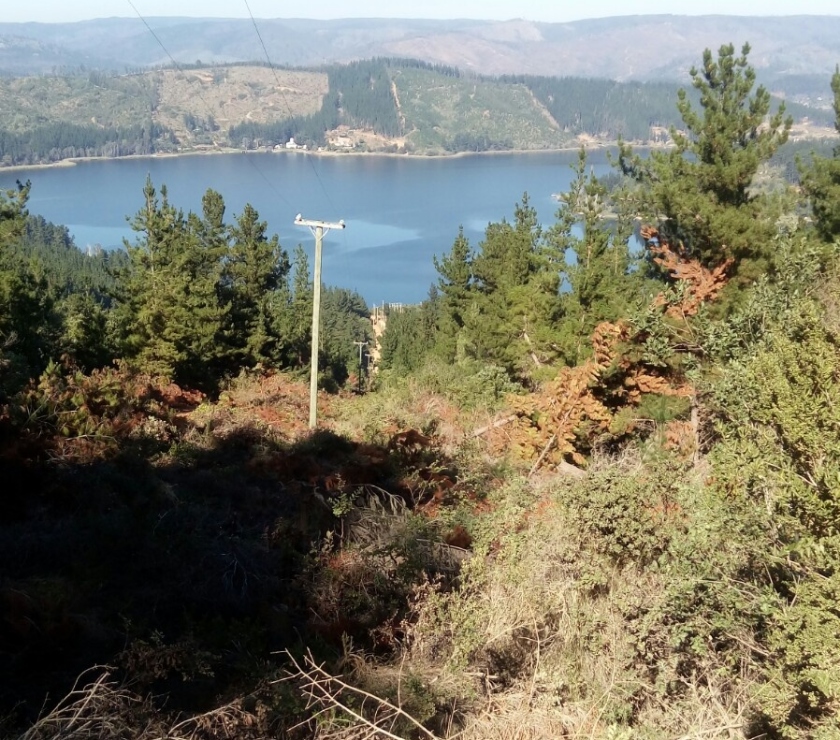 Fundos en Venta Vichuquén Curicó - Fotos de Precioso Campo de 23 hás Lago Vichuquén-Curicó