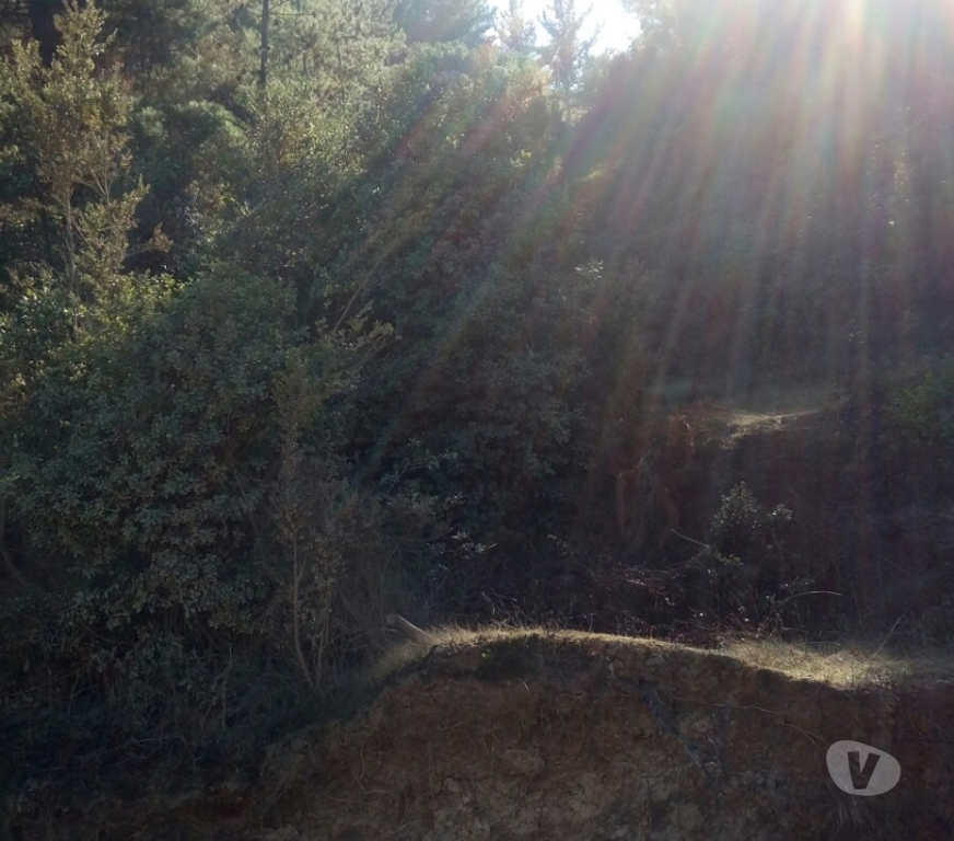Venta de Haciendas Curicó Vichuquén - Fotos de Precioso Campo de 23 hás Lago Vichuquén-Curicó