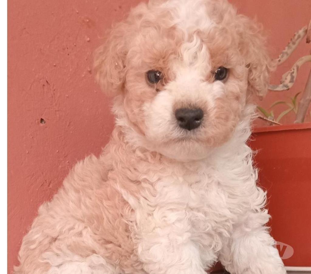Hermosos poodle toys Tiltil