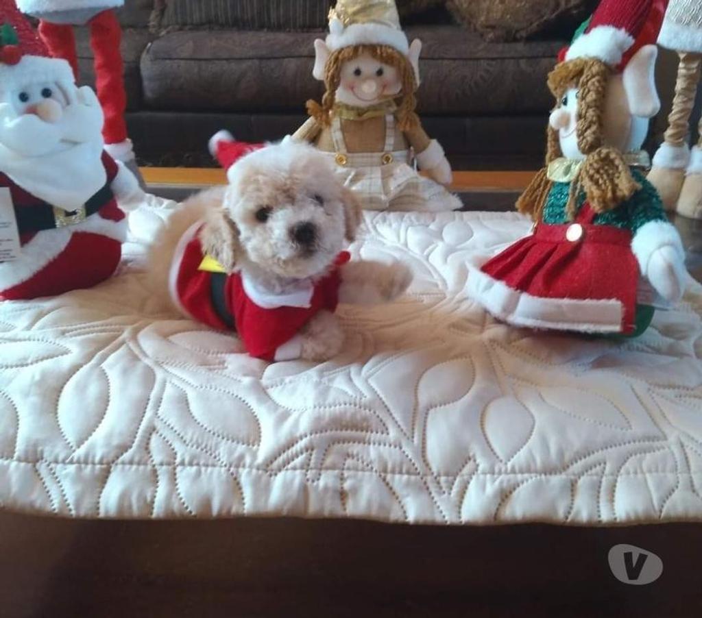 Bellezas poodle toy Santiago