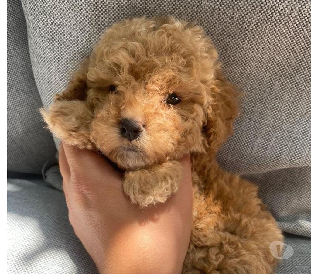 Poodle toy apricot Huechuraba