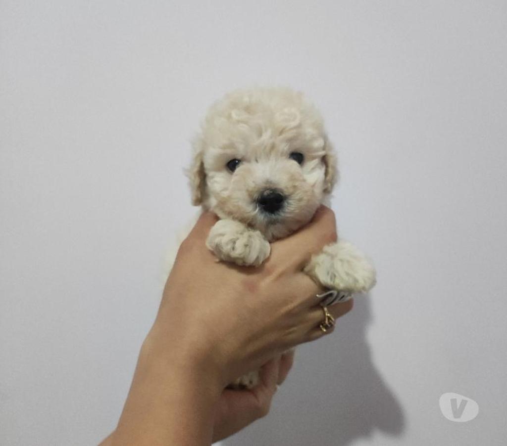 Poodle toy blanco Huechuraba