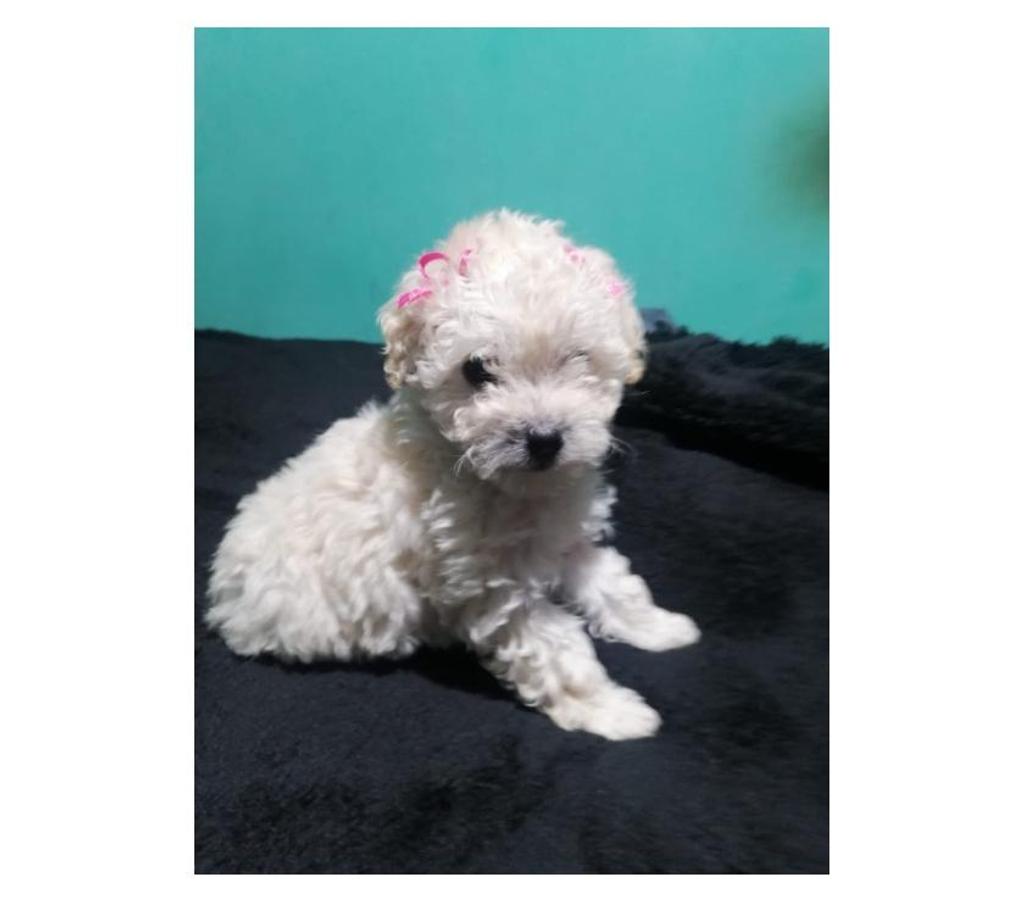 Exquisitas hembras poodle mini toy Santiago 323986191