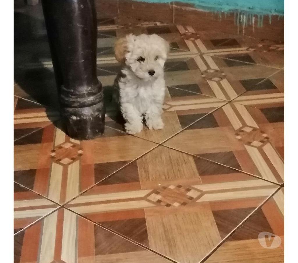 Exquisitas hembras poodle mini toy Santiago 323986191