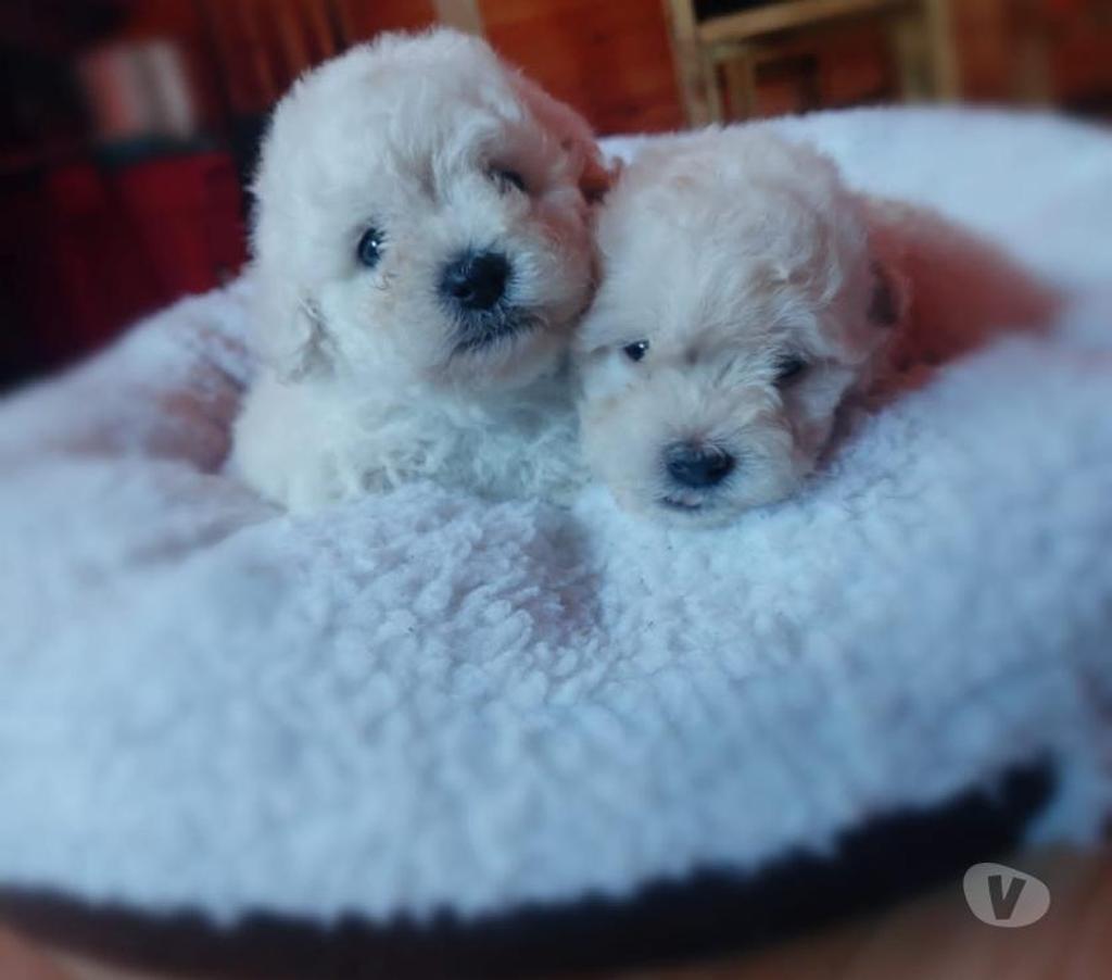 Cachorros poodle toy Santiago 324475470