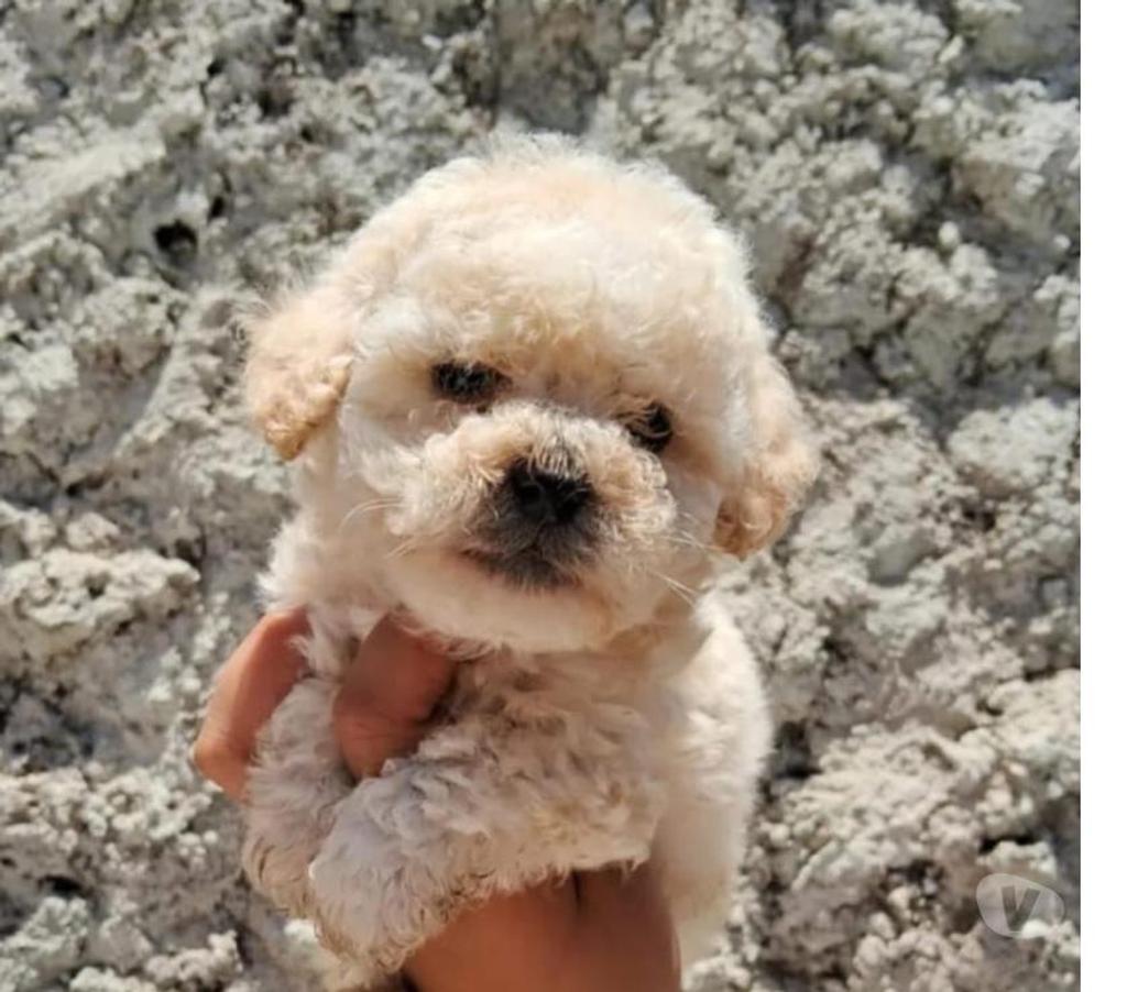 Lindos cachorros Poodle Toy apricot ultra chiquititos Vitacura 324480799