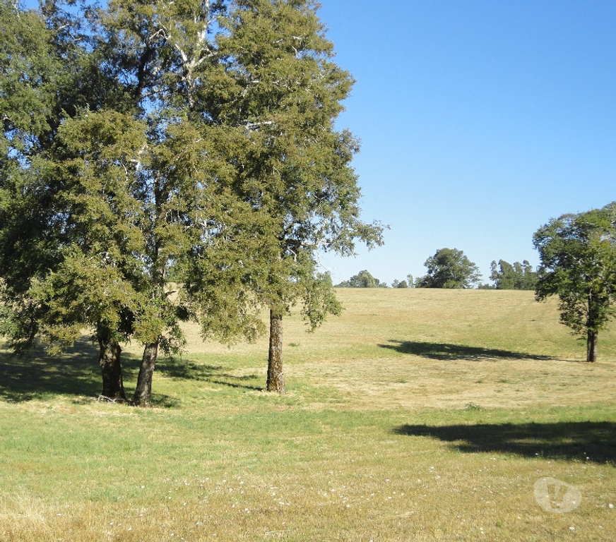 Venta de Haciendas Cautín Pitrufquén - Fotos de Precioso Campo de 66 hás en Pitrufquén cerca de Villarrica
