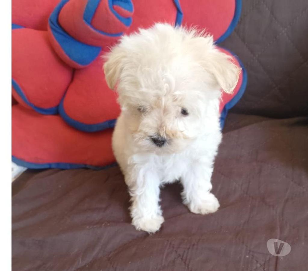 Cachorros Poodle micro toy preciosos y muy chiquititos Vitacura 325988055