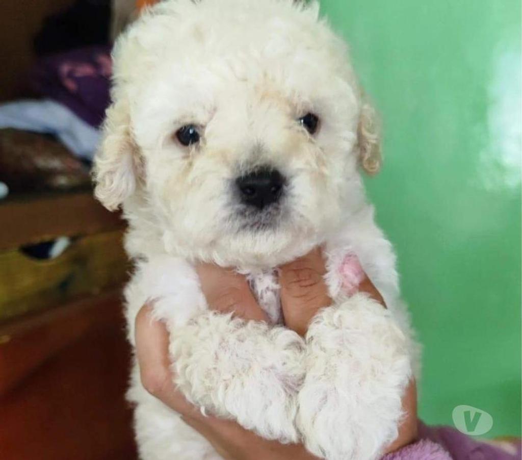 Cachorros Poodle toy Santiago 326032292 Vivastreet