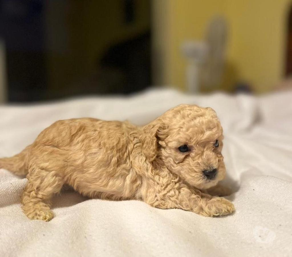 Poodle micro toy hermosos tiernos y ultra chiquititos Vitacura 326454469