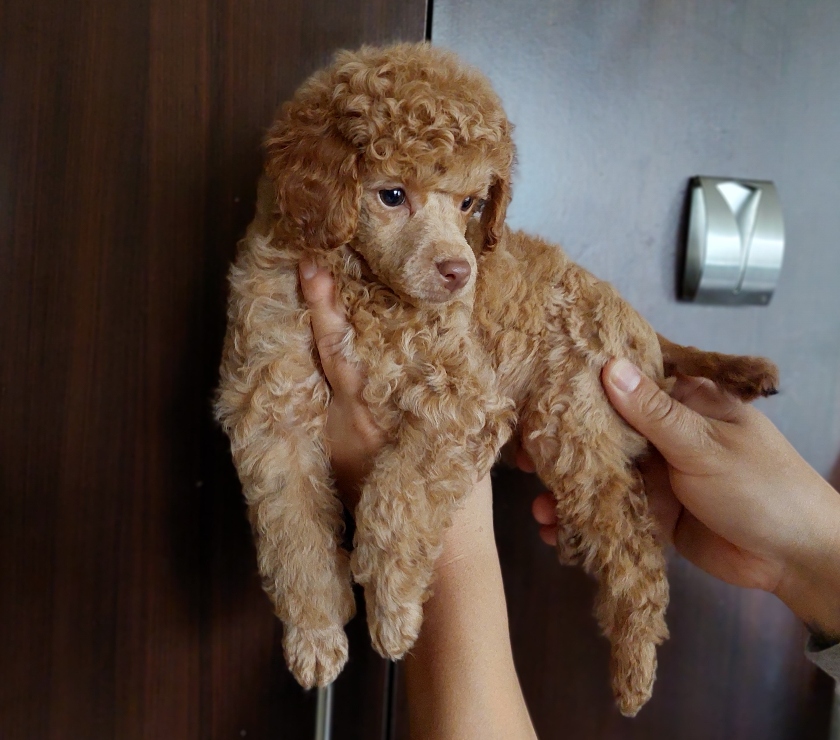 Venta de Mascotas Temuco Comprar Mascotas