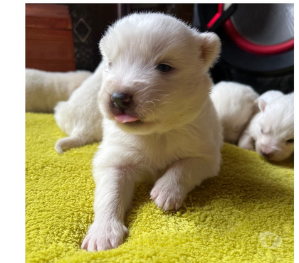 Venta de Mascotas Osorno Osorno - Fotos de Cachorritos Samoyedo