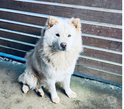 Venta de Mascotas Osorno Osorno - Fotos de Cachorritos Samoyedo