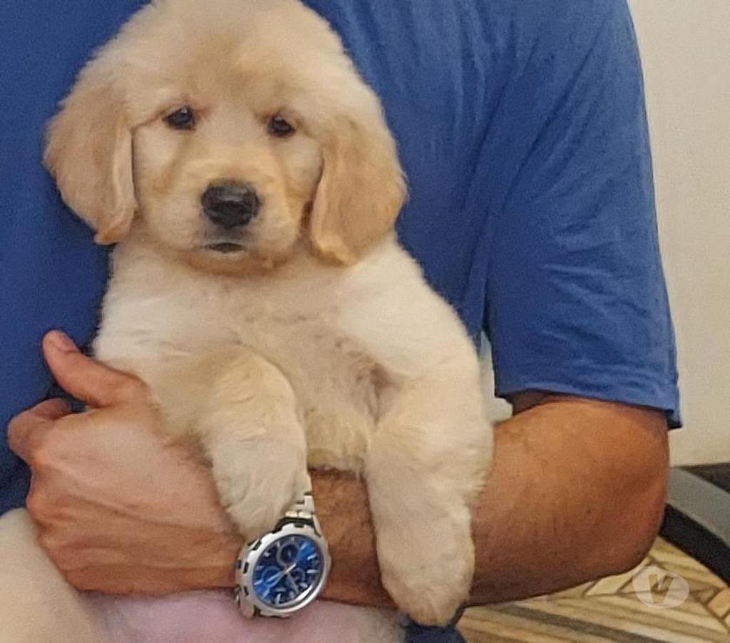 Gatos en Venta Maipo Paine - Fotos de Cachorros golden retriever padres inscritos vis45000000